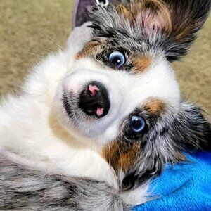 Meet your Posher, Willameenablue